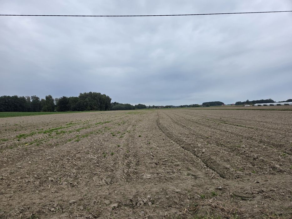Ziemia rolna z truskawkami 5.67ha