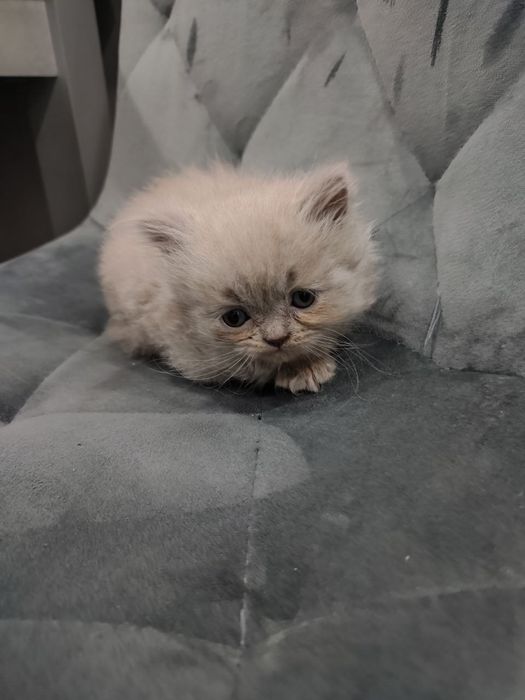 Шотландські кошенята