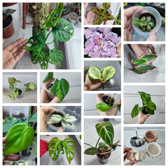 Продаж рослин, кімнатні рослини