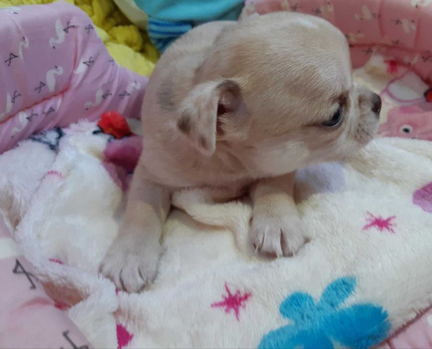 Chihuahua Suczka Beżowa Merle