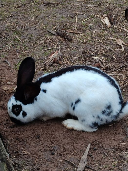 Królik srokacz niemiecki ,samiec.