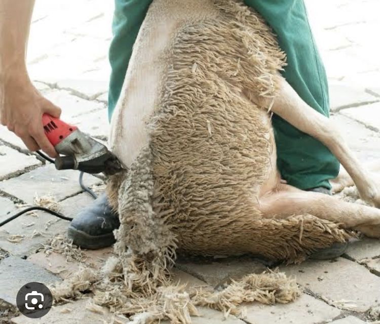 Prestaçao de serviços