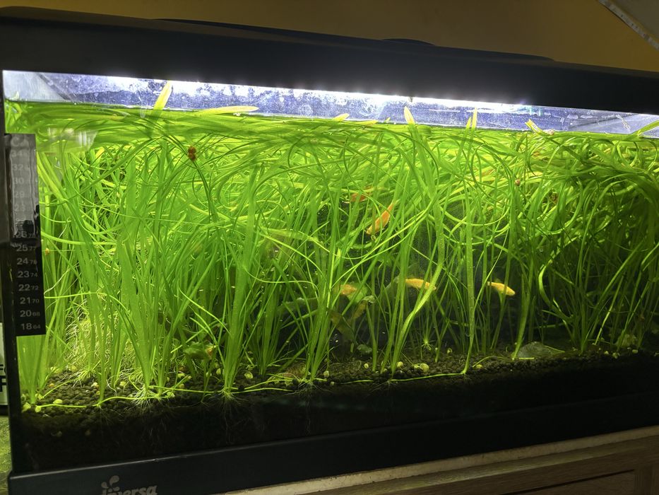 Nurzaniec sadzonki minimum 30-40cm