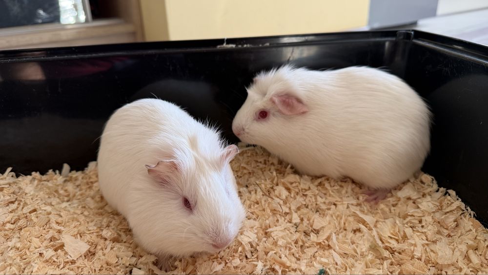 2 Świnki Morskie z klatka i akcesoriami