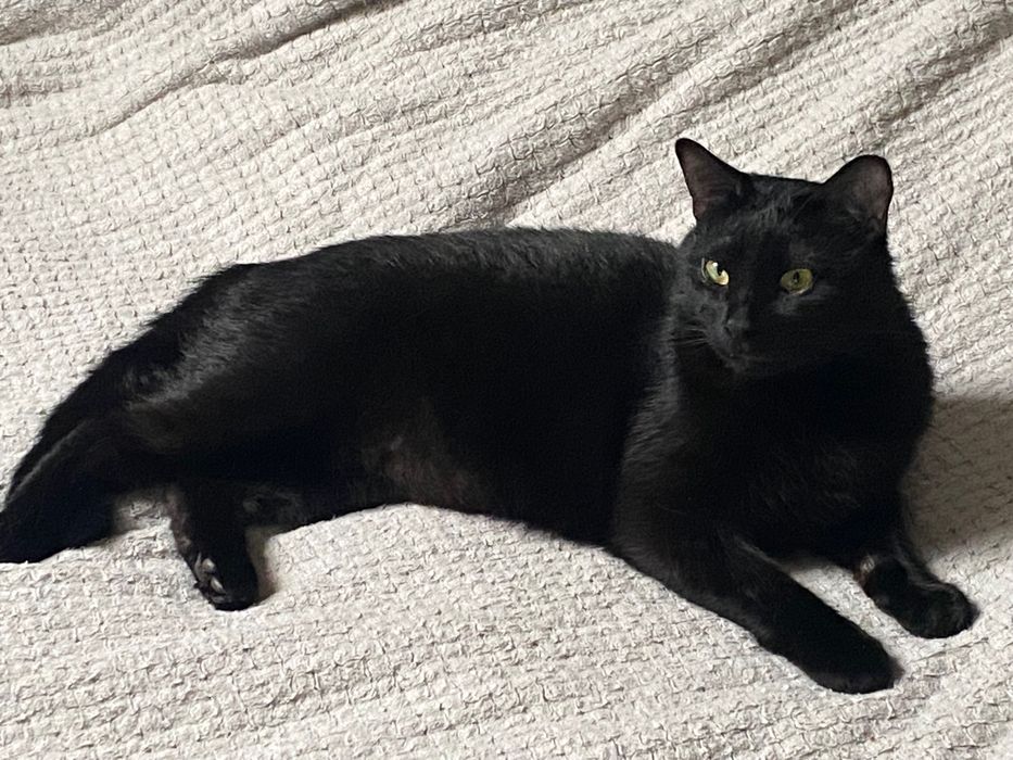 Гарний кіт в хороші руки