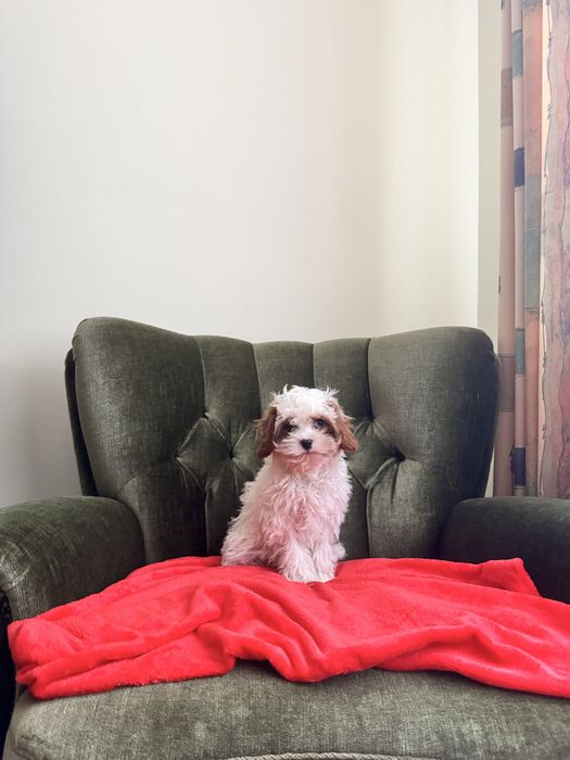 Cavapooo piesek