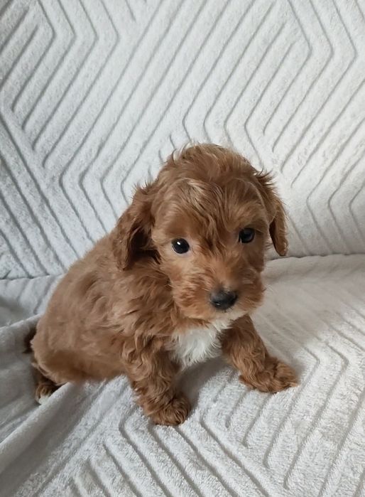 Prześliczna perełka Maltipoo.