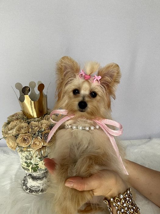 Помапу — Маленькі моделі для обіймів