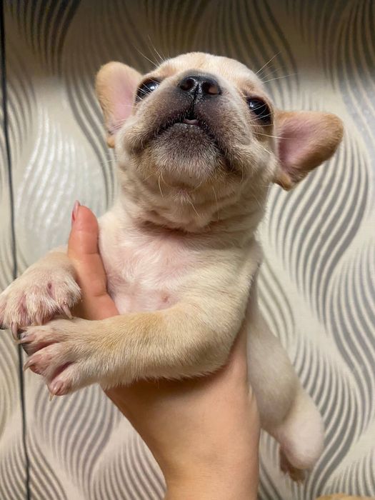 Французький бульдог