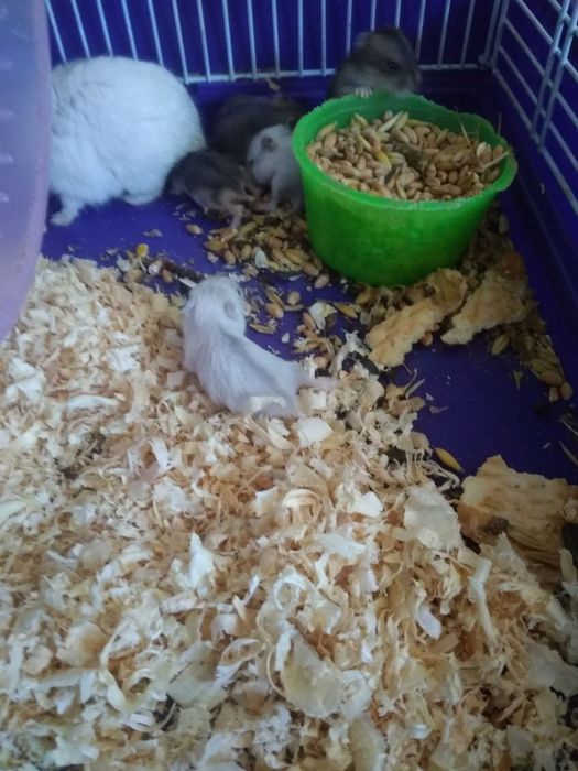 Хомячки Кременчуг