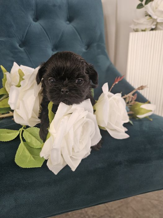 Shih tzu szczeniaczki