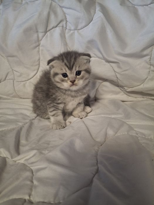 Чистокровні шотландські кошенята шотландские котята