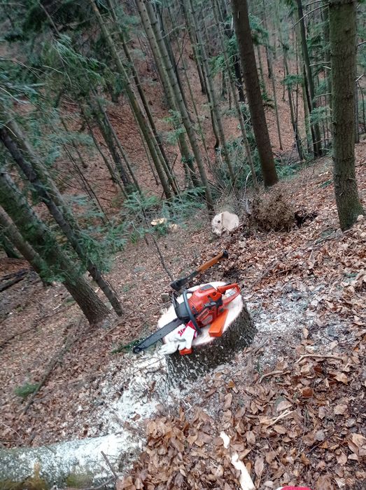 Usługi leśne , Ścinka, zrywka drzew, skup drewna cała Małopolska