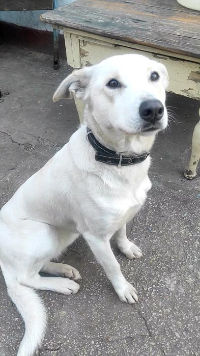 Віддам в добрі руки. Дівчинка