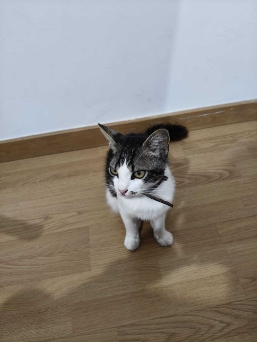 Gatinhos para dar