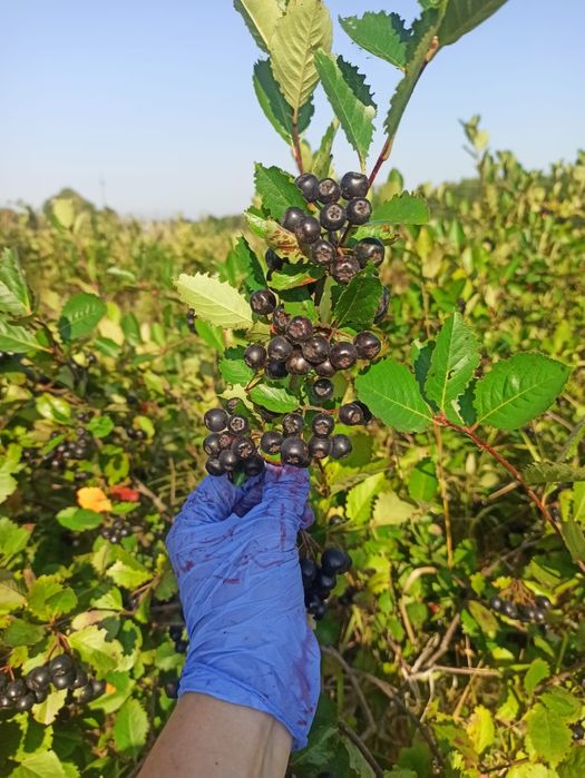 Aronia. Wysyłka. Cała Polska. Szybko. Kurier lub paczkomat.