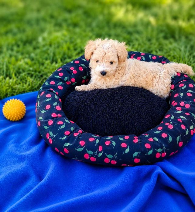 Maltipoo f1 z rodowodem
