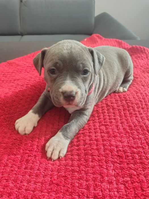 American Staffordshire Terrier. Sunia Blue po ojcu Merle.