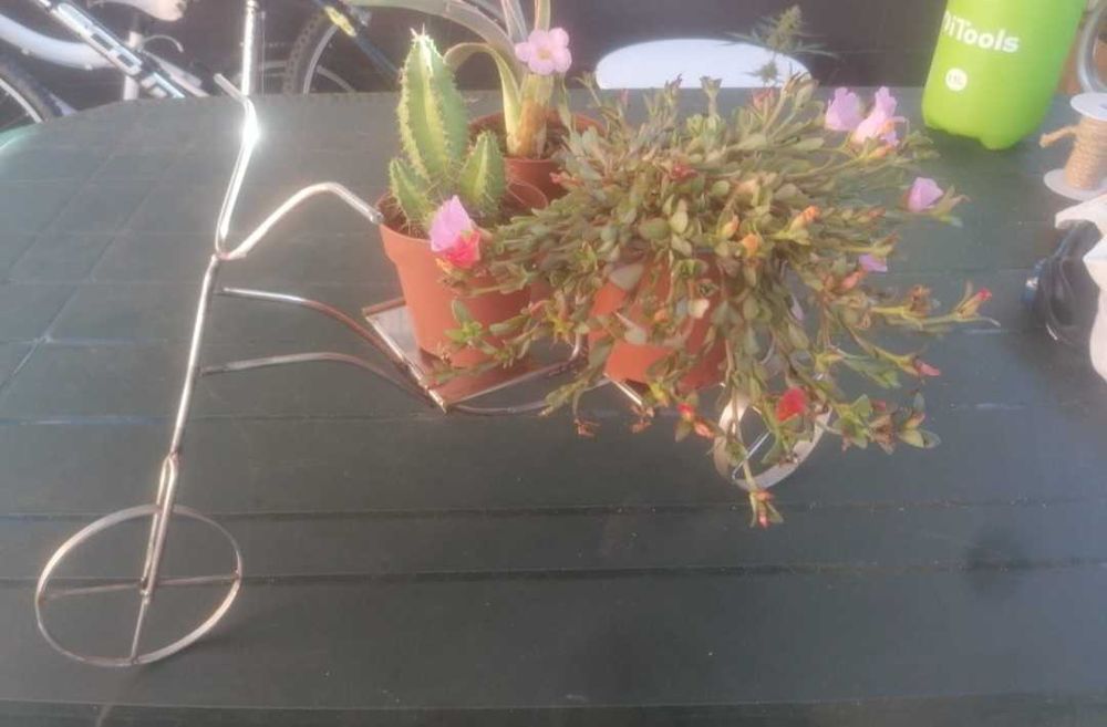 Decoracao de vasos com cactos e soculentas