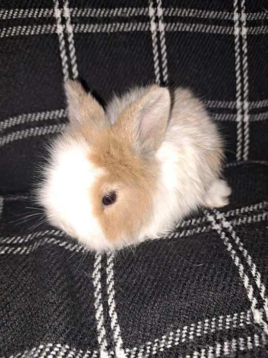 Króliczki miniaturki