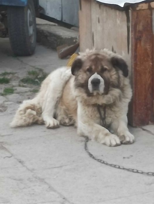 Кабель для случки кавказька вівчарка чистокровний