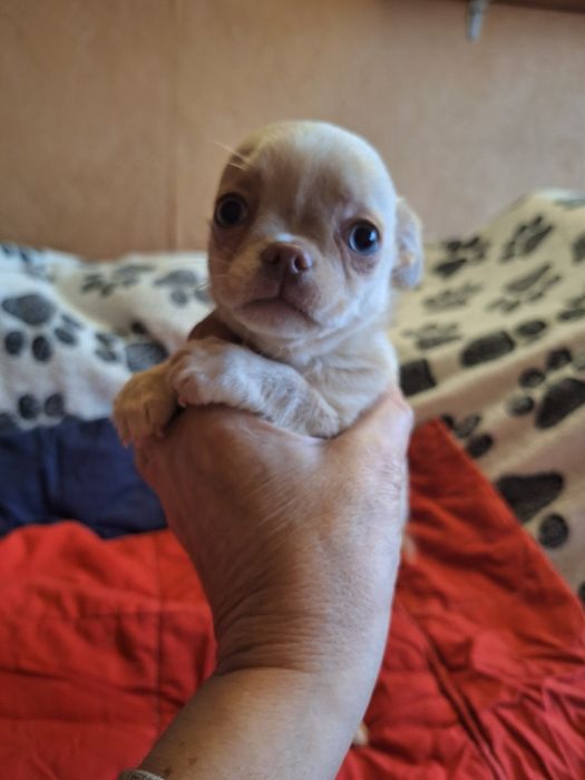 Девочка чихуахуа.