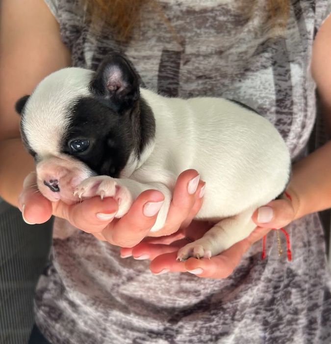 bulldog francês pirata