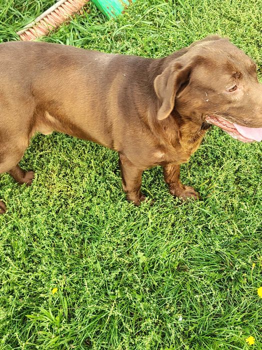 Labrador Czekoladowy