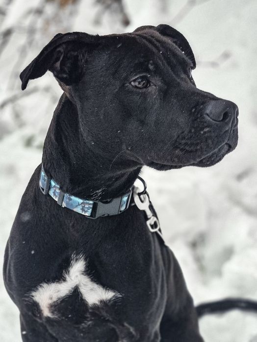 Młody pies w typie TTB szuka domu  / do adopcji