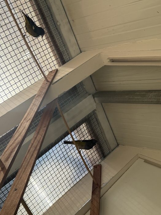 white winged grosbeak