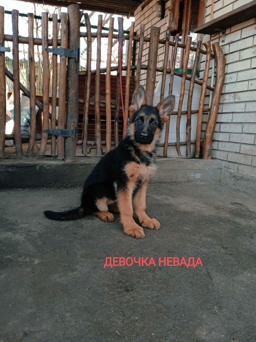 Немецкие овчарки с документами ксу