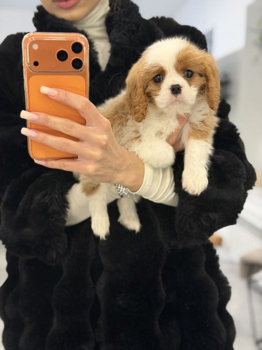 Кавалер кинг чарльз спаниель мальчик