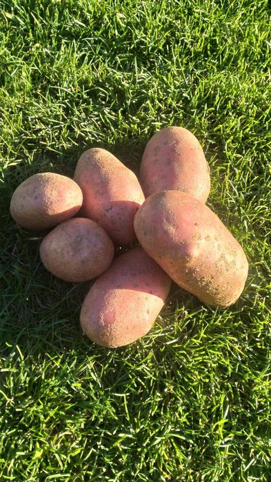 Продам картоплю "Белла Роса" , "Лабелла"