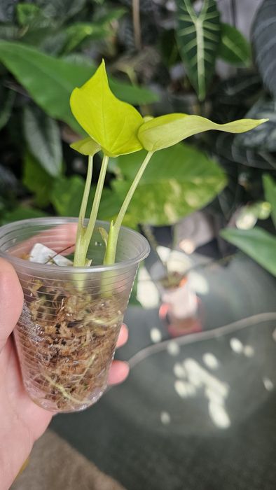 Алоказия Гагеана ауреа Голден бон, Кукулата  Голден