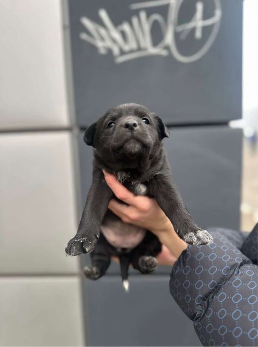 Цуценя (дівчинка) у добрі руки