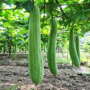 Sementes de Abóbora Luffa (abóbora esfregão)