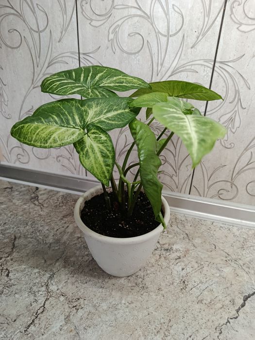 Продам сингониум