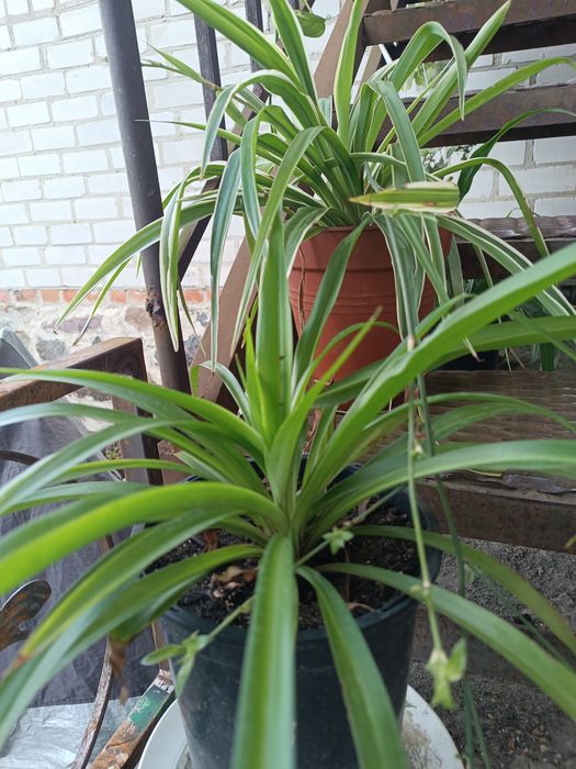 Хлорофітум хохлатий, кучерявий Bonnie, зелений