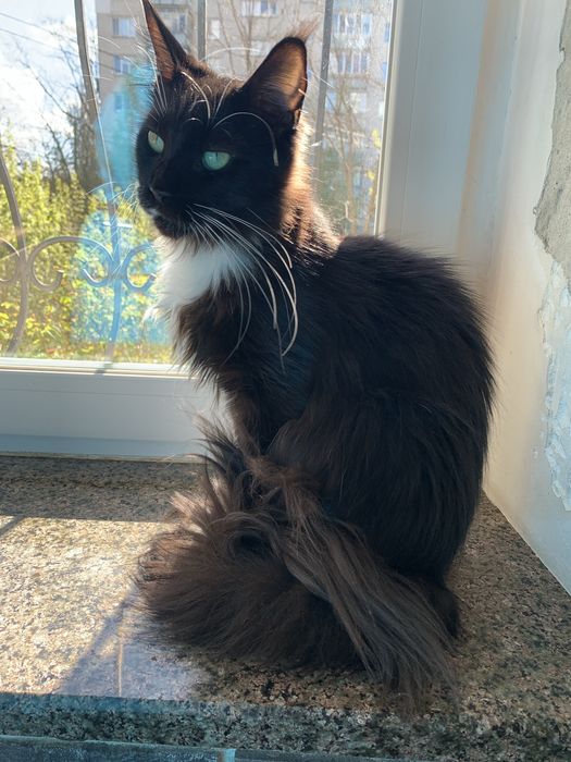 Продам кішку Мейн Кун