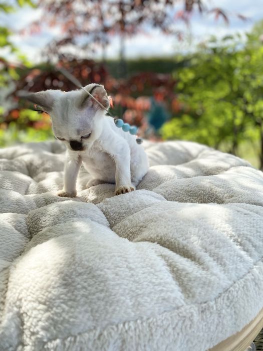 Noa Calvados*PL przekochany chłopczyk Devon Rex błękitne  oczy, filmiki