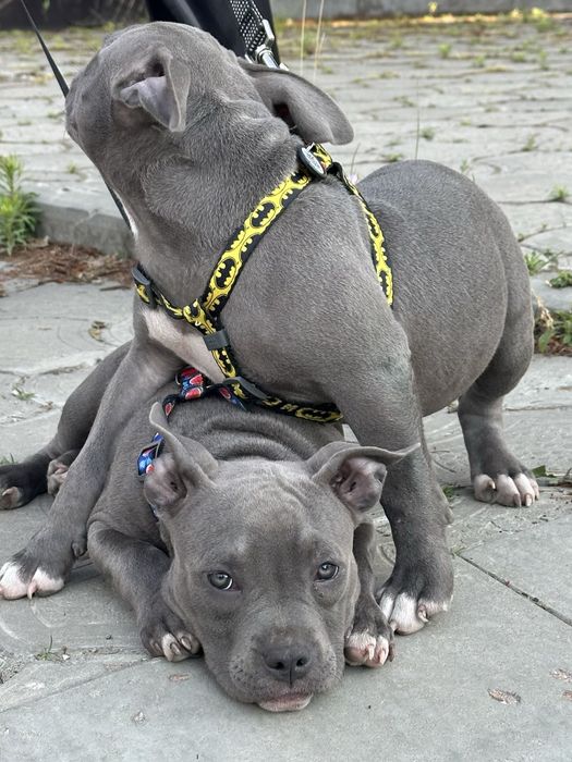 Девочки AM BULLY