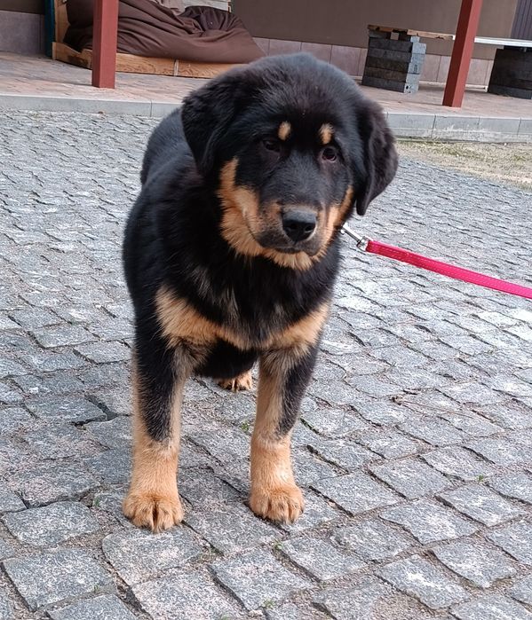 Кавказька вівчарка