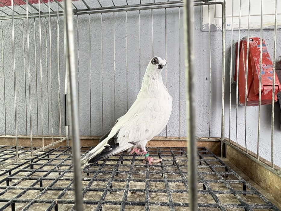 Szeki gołębie ozdobne