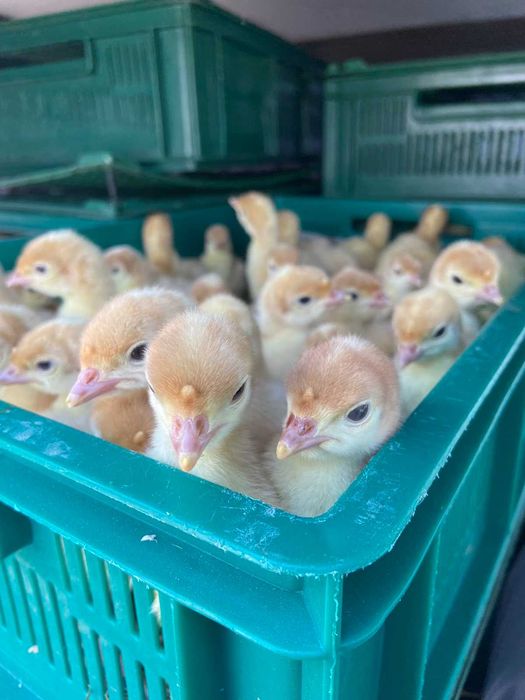 Індики важкого кроссу Біг 6 Опт та роздріб