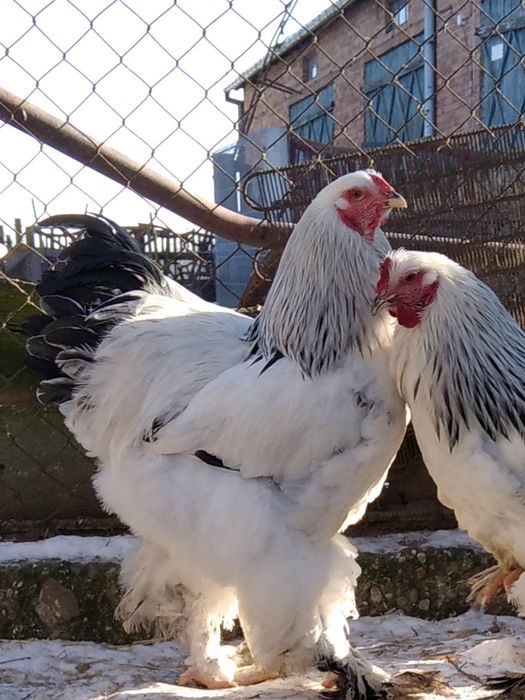 Brahma olbrzymia kury