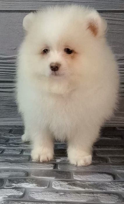 Гарний малюк пухнастик шпіц