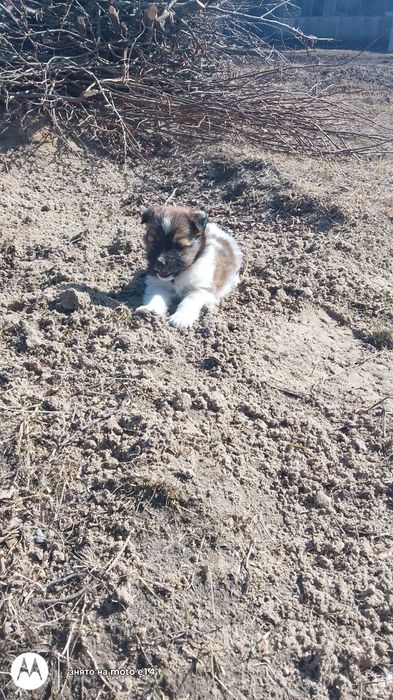 Цуценята Безскоштовно