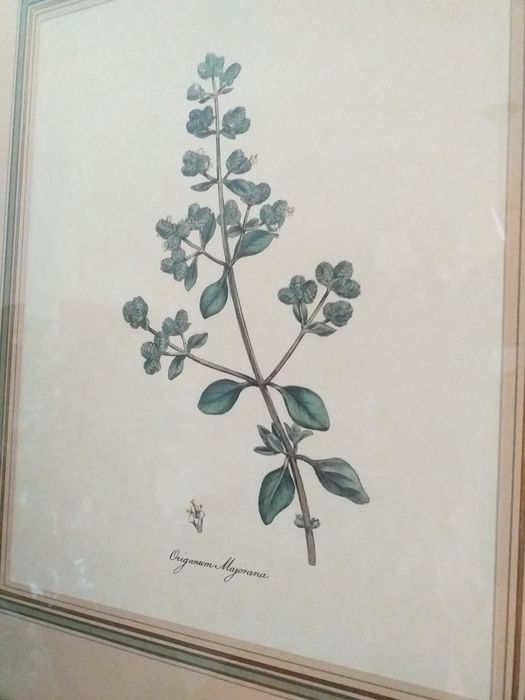 Quadros gravura flores,2preços,madeira,vidroEM MÃOveja zonasDIAS UTEIS