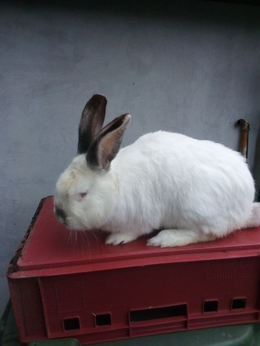 Sprzedam królika