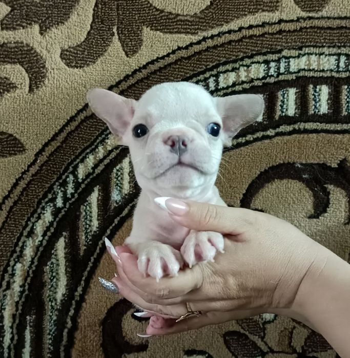 Французское чудо